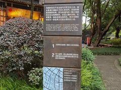 -泡桐树街