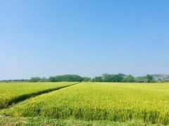 -七的湖·晚芳亭·阳澄湖农家菜·大闸蟹(莲花岛店)