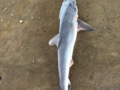 -尼甘布海鲜市场