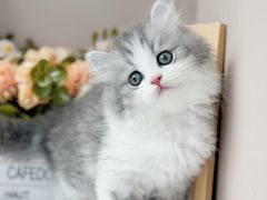 -小猫来了·猫舍(红山六九七九店)