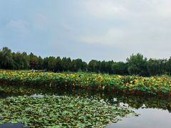 -金银湖国家城市湿地公园