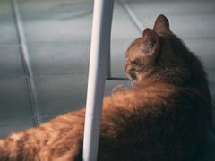 -喵屿·大理花园猫咖