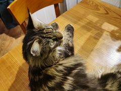 -猫小院猫主题餐厅(三里屯店)