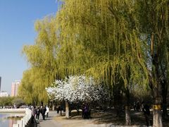 -莲花池公园