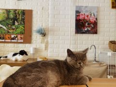 -平行世界·猫咖(首经贸店)