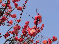 -梅花山(明孝陵内)