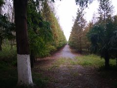 -黄海国家森林公园