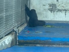 -合肥野生动物园
