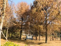 -贡湖湾湿地公园