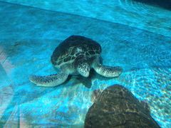 -海合安成都极地海洋公园