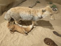 -酷嗒动物文化乐园(cutezoo西溪乐天城店)