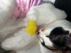 -纳吉亚猫专科动物诊疗中心(蒋宅口分院)