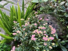 -谷咖啡·鲜花绿植花园餐厅
