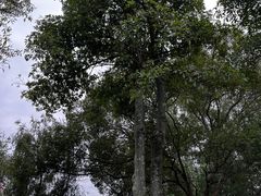 -福建鲤鱼洲酒店