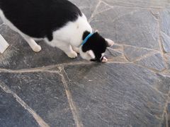 猫豆-Anne猫窝咖啡屋