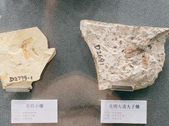 -大连自然博物馆