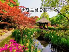 -上海滨江森林公园