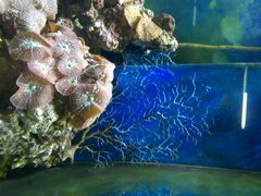 -御唐府海珊瑚主题餐厅