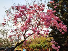 -广州市白云山风景名胜区