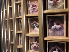 -CAT’S MEWSTAR CAFE·喵星球猫屋(晴湾咖啡店)