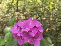 -铁山坪森林公园
