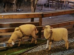 -HERRE·FARM 赫尔露营农场·团建聚会包场