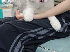 -博特宠物医院24h犬猫全科.骨科·异宠