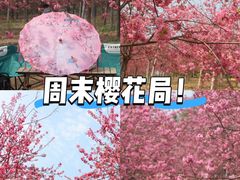 -天适樱花悠乐园
