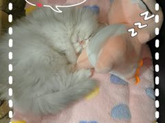 -momokira米努特·德文卷毛猫·棉花面纱犬