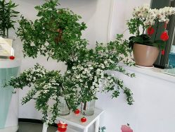 -联合丽格·张菡丽格医疗美容