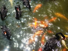 -深圳野生动物园