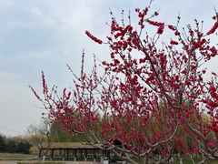 -张家湾公园