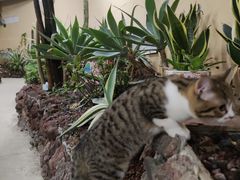 -正佳雨林生态植物园