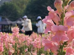 -丹樱生态园