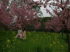 -东湖磨山景区樱花园-停车场
