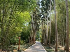 -中国科学院西双版纳热带植物园