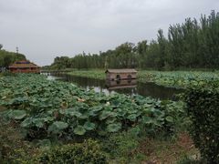 -白洋淀景区