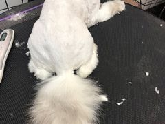 -熊小胖宠物生活馆(天华园店)