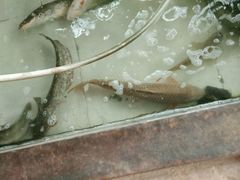 -白氏鲶鱼汤(白亮1号店)