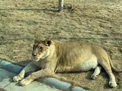 -北京野生动物园