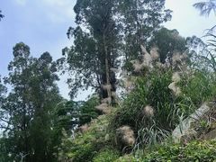 -火炉山森林公园