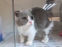 -lincat·猫舍(广州店)