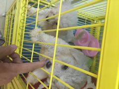 小呆的宠物店-小呆的宠物店·宠物售卖·宠物寄养(城西店)