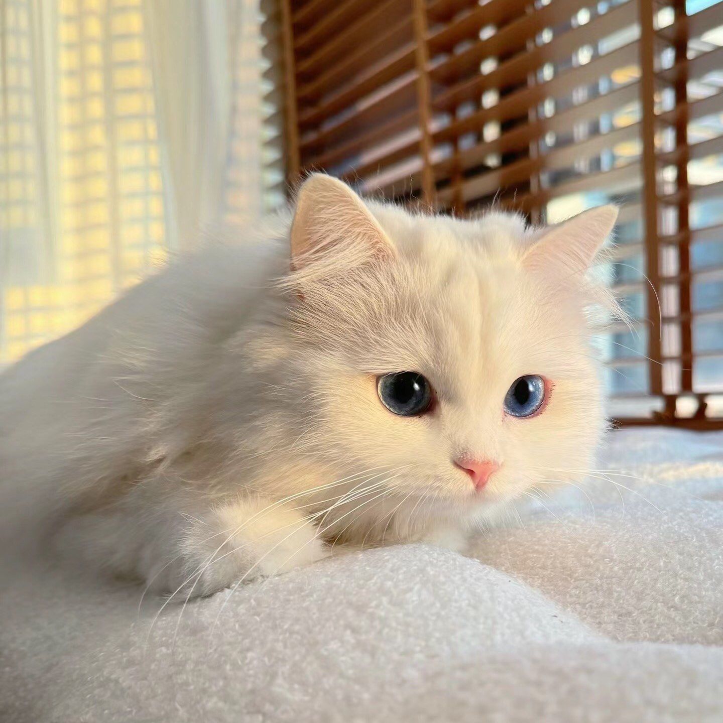 小猫在发呆