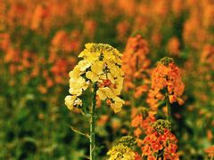 -中国天府农业博览园