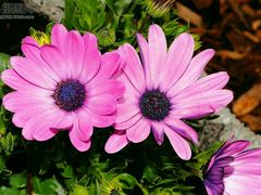 -华蓥山天意谷景区