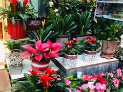 -武汉花鸟市场