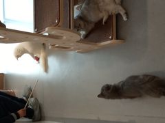 -飞行喵MR PILOT|猫舍·猫咖(静安大融城店)
