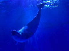 -多彩贵州城极地海洋世界