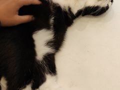 -猫咪派对(江南西店)